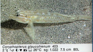 Coryphopterus glaucofrenum